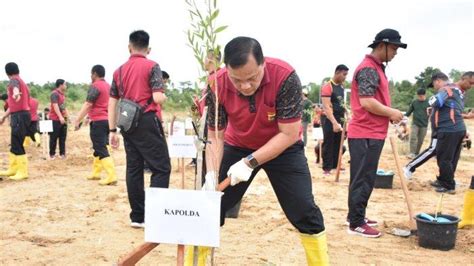 Polda Babel Tanam 1870 Batang Kayu Putih Ternyata Ini Manfaatnya