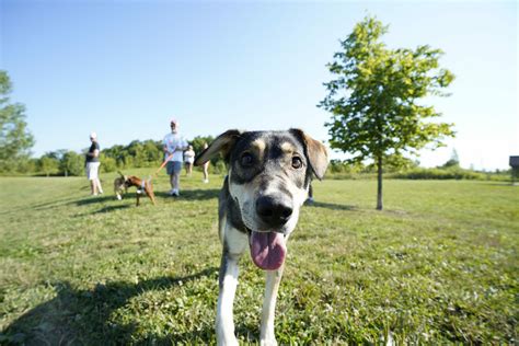 Heritage Trail Dog Park City Of Hilliard