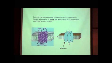 Fisiologia De La Memb Cel Youtube