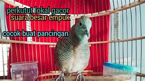 Perkutut Lokal Gacor Suara Besar Empuk Cocok Untuk Pancingan Perkutut