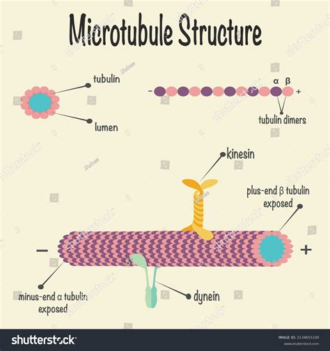 Structure Microtubules Their Assembly Stock Vector (Royalty Free ...