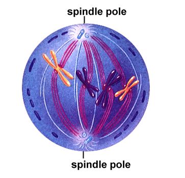 Prometaphase