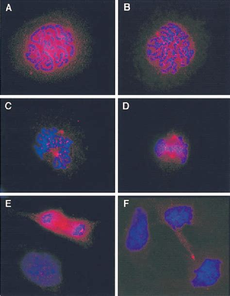 Figure From Activation Of The Mkk Erk Pathway During Somatic Cell