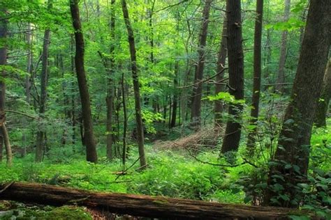 Free Picture Wood Tree Nature Eaves Summer Flora Environment