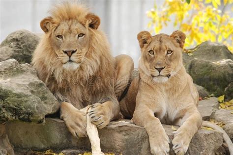 Lion Couple Sitting on Rocks with Bone