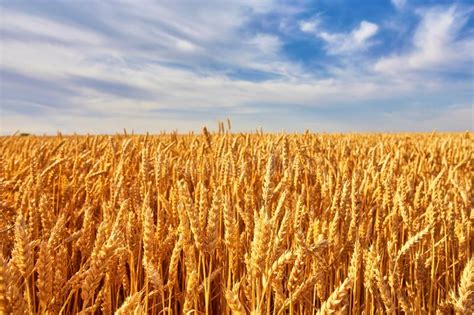 Gold Wheat Field And Blue Sky Ukraine Europe Stock Photo Image Of