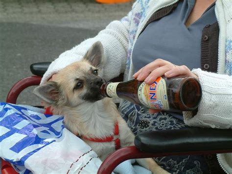 Dog Drinking Beer | Drinking beer, Dogs, Beer