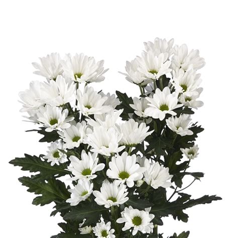 White Daisy Spray Mums Florabundance Wholesale Flowers