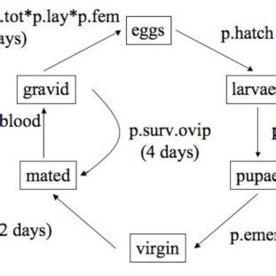 The laboratory life cycle of Anopheles gambiae. There are six stages in ...