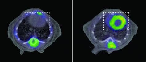 Cnic Researchers Discover Link Image Eurekalert Science News Releases