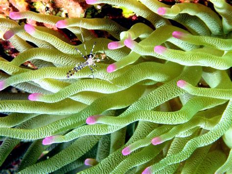 Sea Anemone – "OCEAN TREASURES" Memorial Library