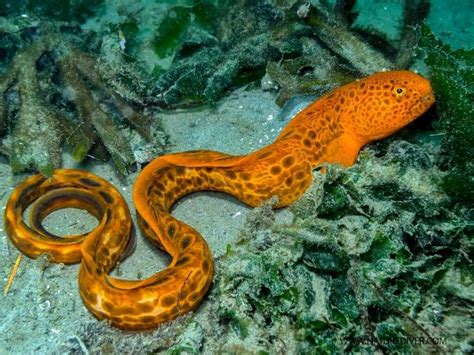 wolf eel  fish   mistaken   eel orange dream eel