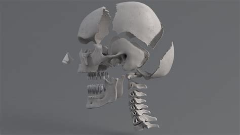 3D model human skull anatomy - TurboSquid 1562044