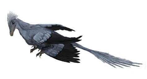 Dinosaur - Microraptor Information for Kids