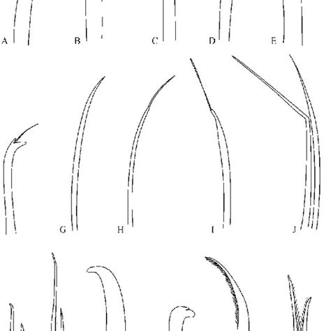 -A-F, H.-J, M-N) modificated chaetae of Paraonidae species; G ...