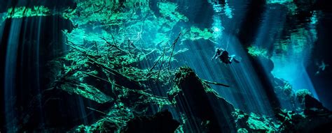 CENOTE Diving Excursion & Tour with Dressel Divers