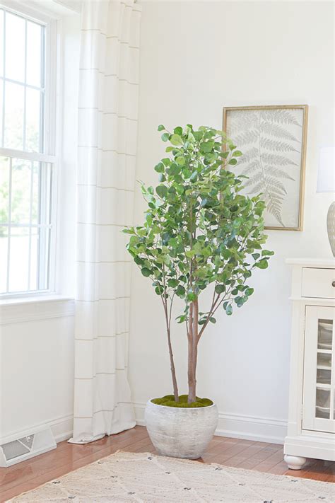 Real Indoor Ficus Tree