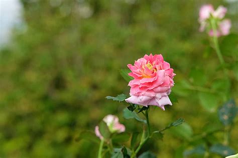 Pink Rose Flower With Dreamy Green Background Holiday Summer Object