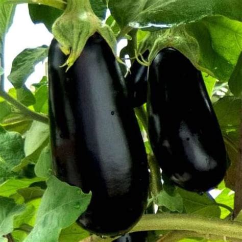 Green World Brinjal Eggplant F1 Hybrid Crypton Kranti For Kitchen