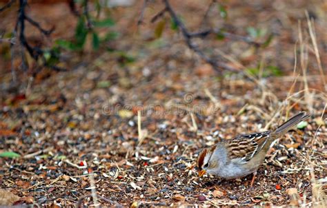 Juvenile White Crowned Sparrow Stock Photo - Image of little ...