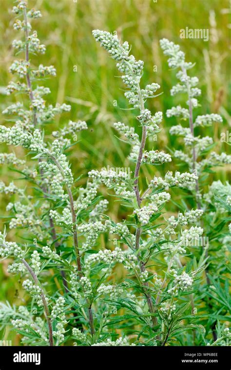 Artemisia Vulgaris Hi Res Stock Photography And Images Alamy