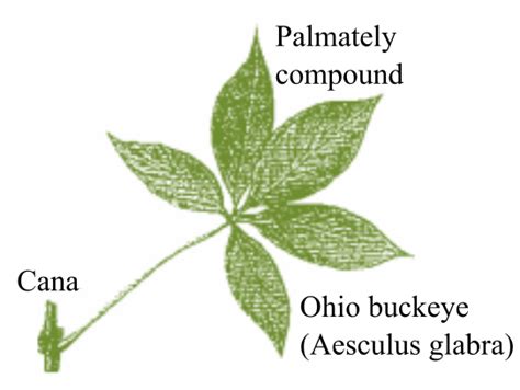 Palmate Venation Leaf Examples | Leafandtrees.org