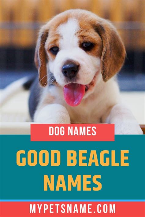 Good Beagle Names | Beagle names, Girl dog names, Girl pet names