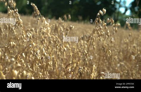 Dry climate plants Stock Videos & Footage - HD and 4K Video Clips - Alamy