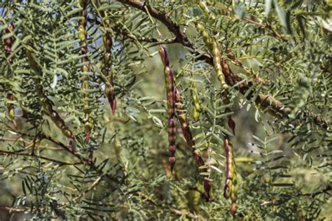 El Mezquite Un Rbol Con Gran Importancia Ambiental M Xico Desconocido