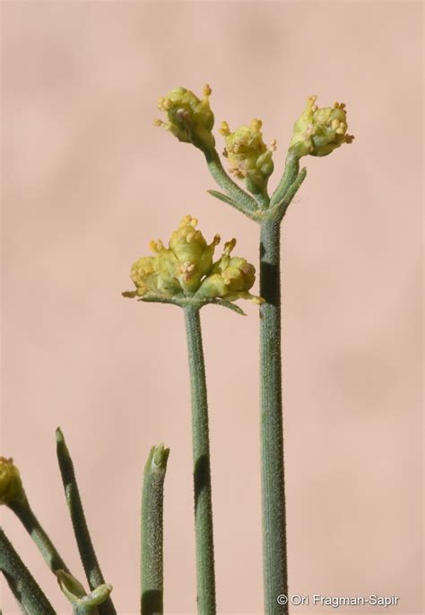 Ephedra Ciliata Fisch And Camey Plants Of The World Online Kew