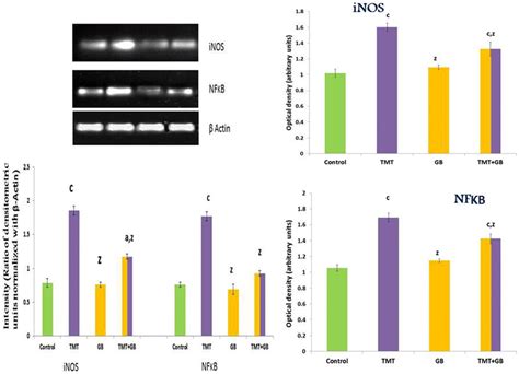 Effect of GB on mRNA expression and protein levels of iNOS and NFκB in