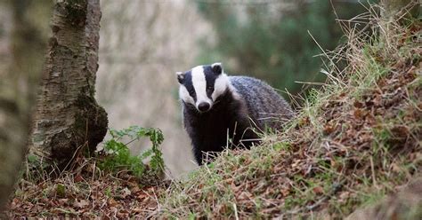 Badger Baiting - Protect the Wild