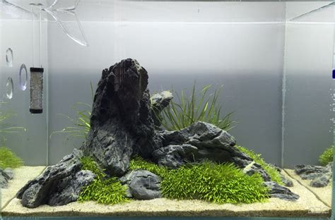 An Aquarium With Rocks And Grass In It