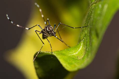 Vírus Da Dengue Fique Atento Aos Principais Sintomas Da Doença