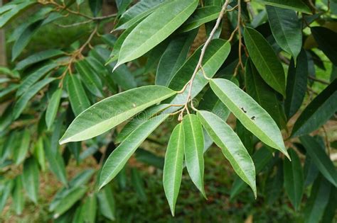 Plantas Tronco De Dicot Mostram Tecido Vascular Vegetal Sob O Ponto De