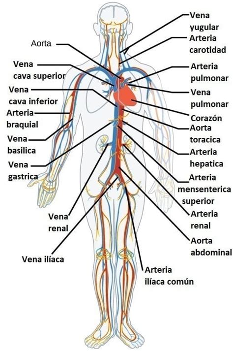 Las Partes Del Sistema Circulatorio