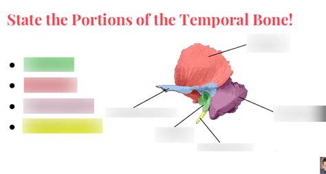 Temporal Bone Portions Diagram Quizlet