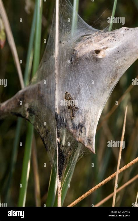 Brown Tail Moth Caterpillars And Silk Nest At Spurn Head East