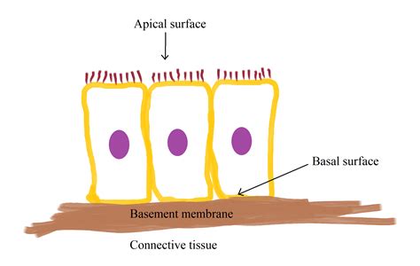 Draw three cells lined up to make a simple ciliated columnar | Quizlet