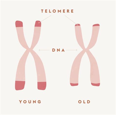 How To Lengthen Telomeres And Delay Telomere Shortening Telomeres