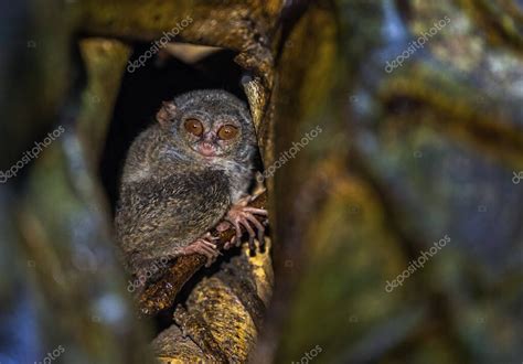 El Tarsier Espectral En El Rbol Nombre Cient Fico Tarsius Spectrum