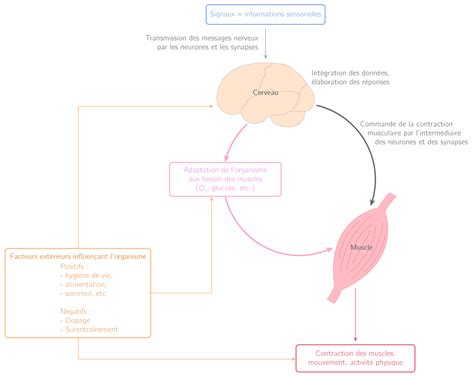 La Commande Du Mouvement Et L Activit Sportive E Sch Ma De