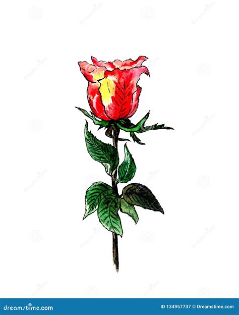 Fragrant Red Rose Watercolor Stock Illustration Illustration Of