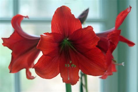 Amaryllis Flickr