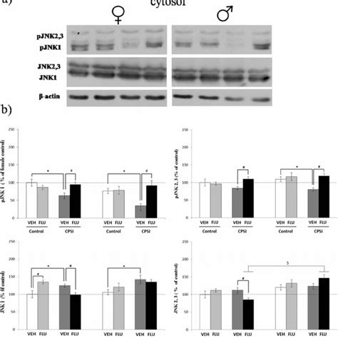 Western Blot Of Phospho Jnk And Total Jnk In Cytosol A Representative