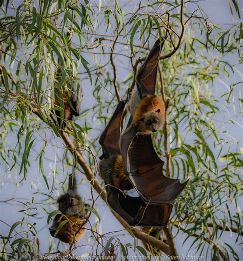 Kew Victoria Australia ‘flying Foxes At Yarra Bend Park