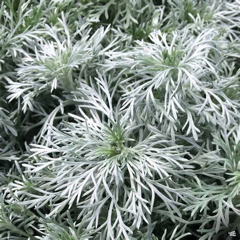 Artemisia Silver Mound — Green Acres Nursery And Supply