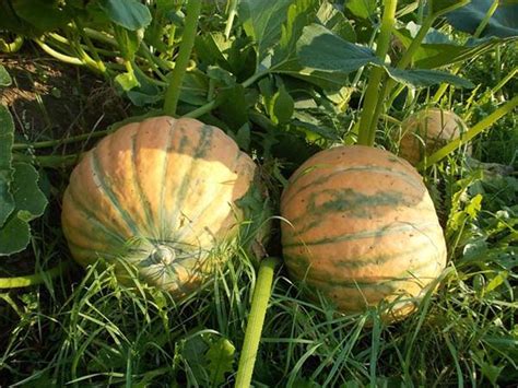 Тыква Кустовая оранжевая: отзывы, описание и фото, посадка и уход ...