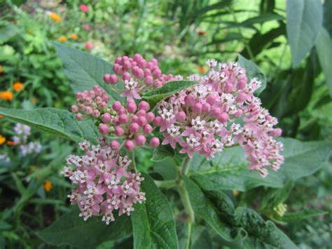 Swamp Milkweed - Powdermill Nature Reserve