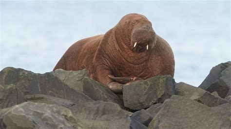 Huge Arctic Walrus Size Of A Fridge Spotted Snoozing On Rocks On Uk